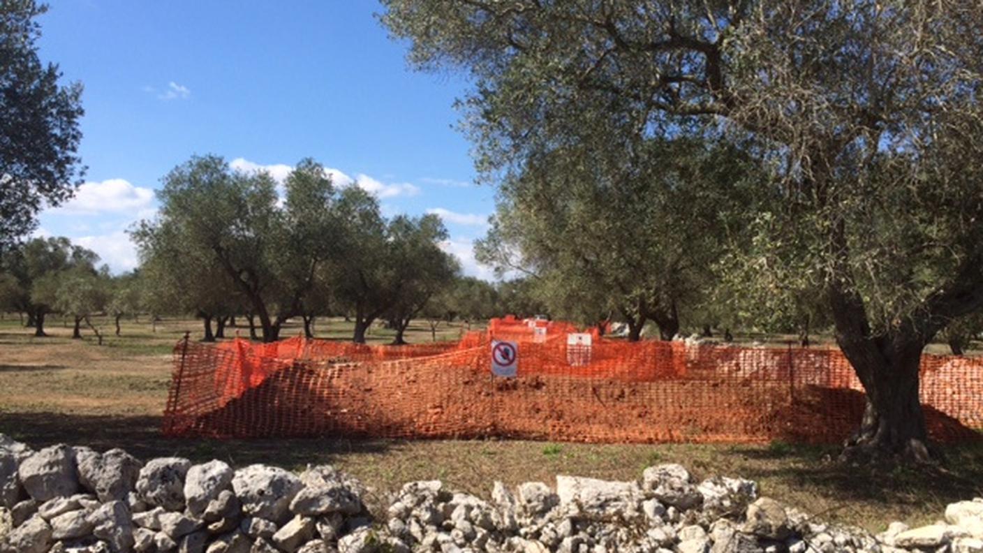 Alcuni degli ulivi che dovrebbero essere espiantati per fare posto al gasdotto