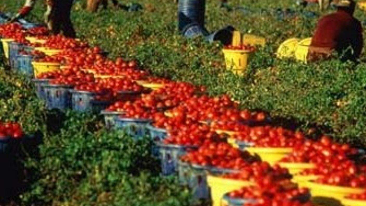 Raccolta di pomodori nel sud Italia