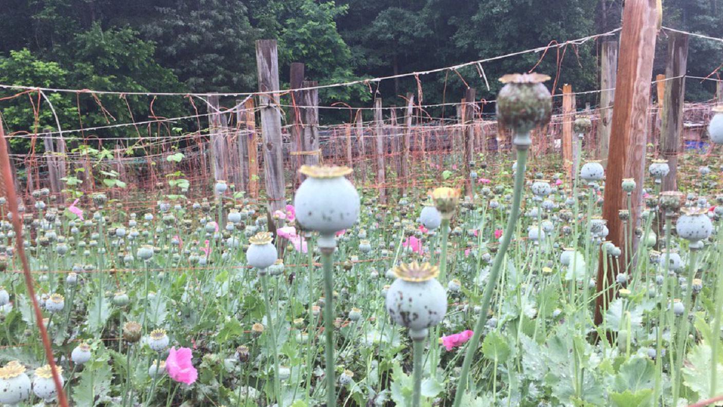 Una foto del campo di papaveri da oppio scoperto casualmente in America