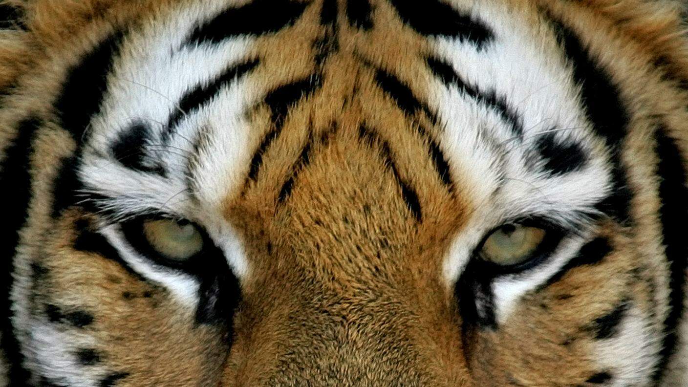La tigre ha sorpreso la custode in un recinto che non è servito a proteggerla
