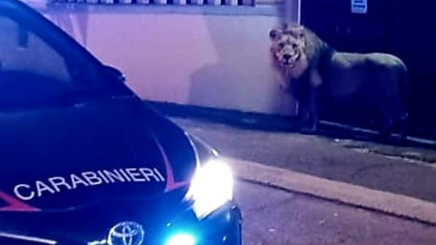 Una pattuglia dei Carabinieri sorveglia il leone fuggito da un circo a Ladispoli