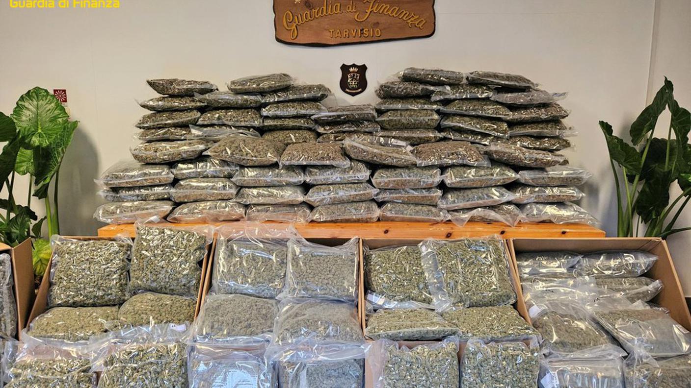 Marijuana sequestrata in provincia di Udine