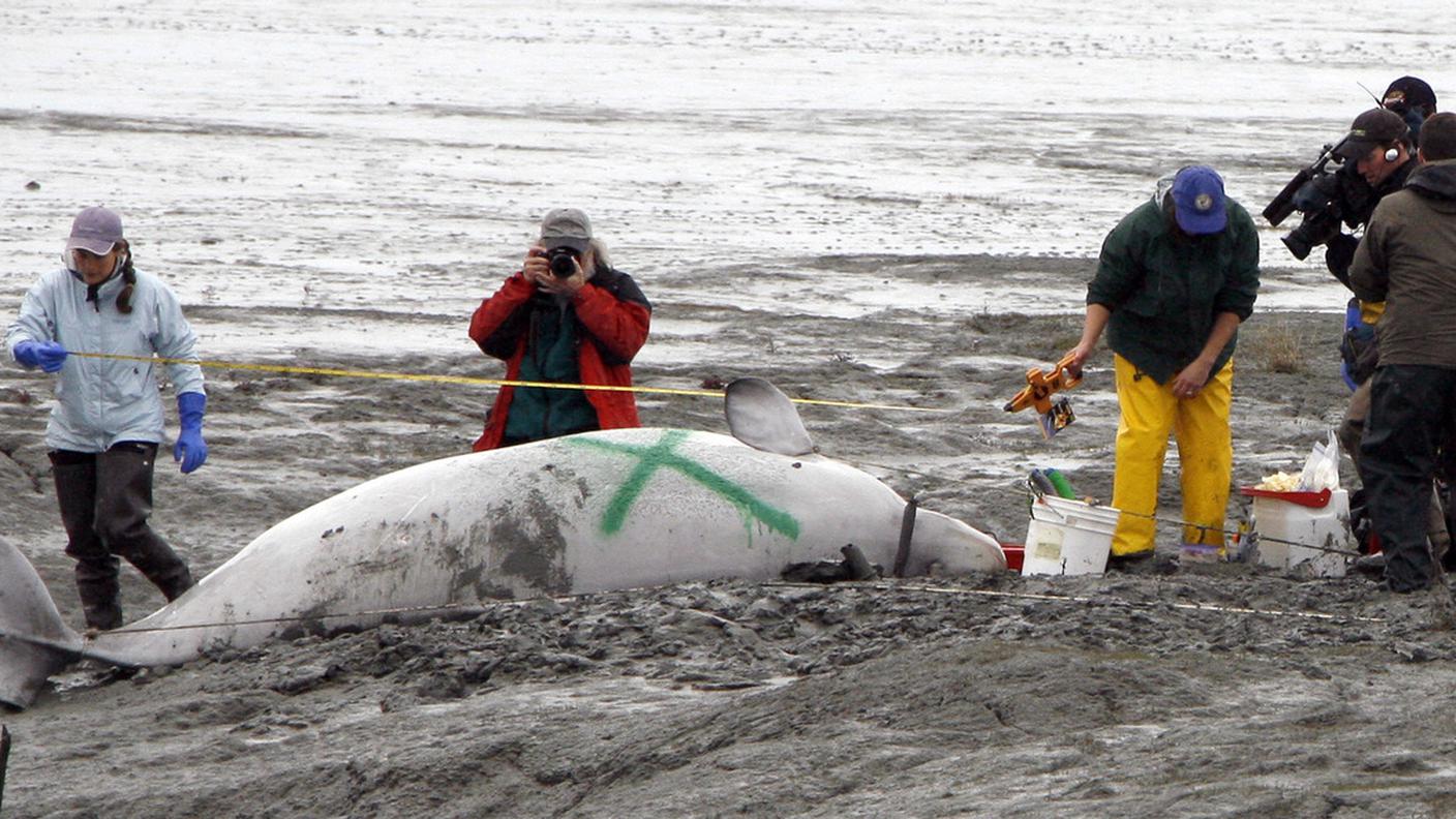 Un Beluga spiaggiato. L'uso degli airgun può essere pericoloso per i cetacei