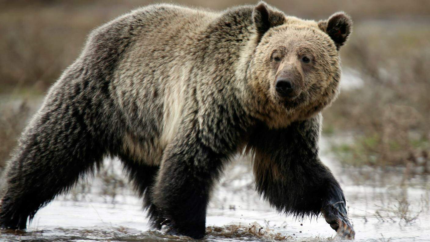 Il grizzly adesso non è più una specie minacciata a Yellowstone