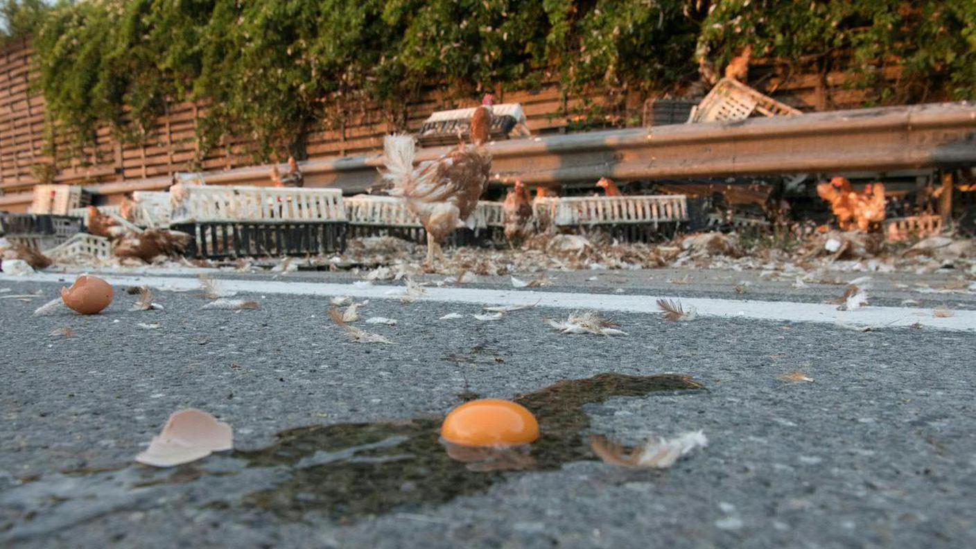 Sul camion polli, ma anche galline