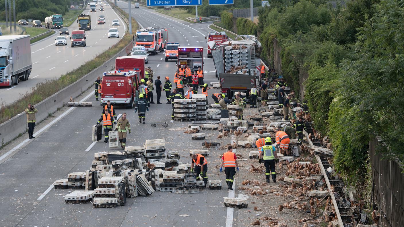 Le operazioni per la cattura dei volatili sono proseguite per 4 ore