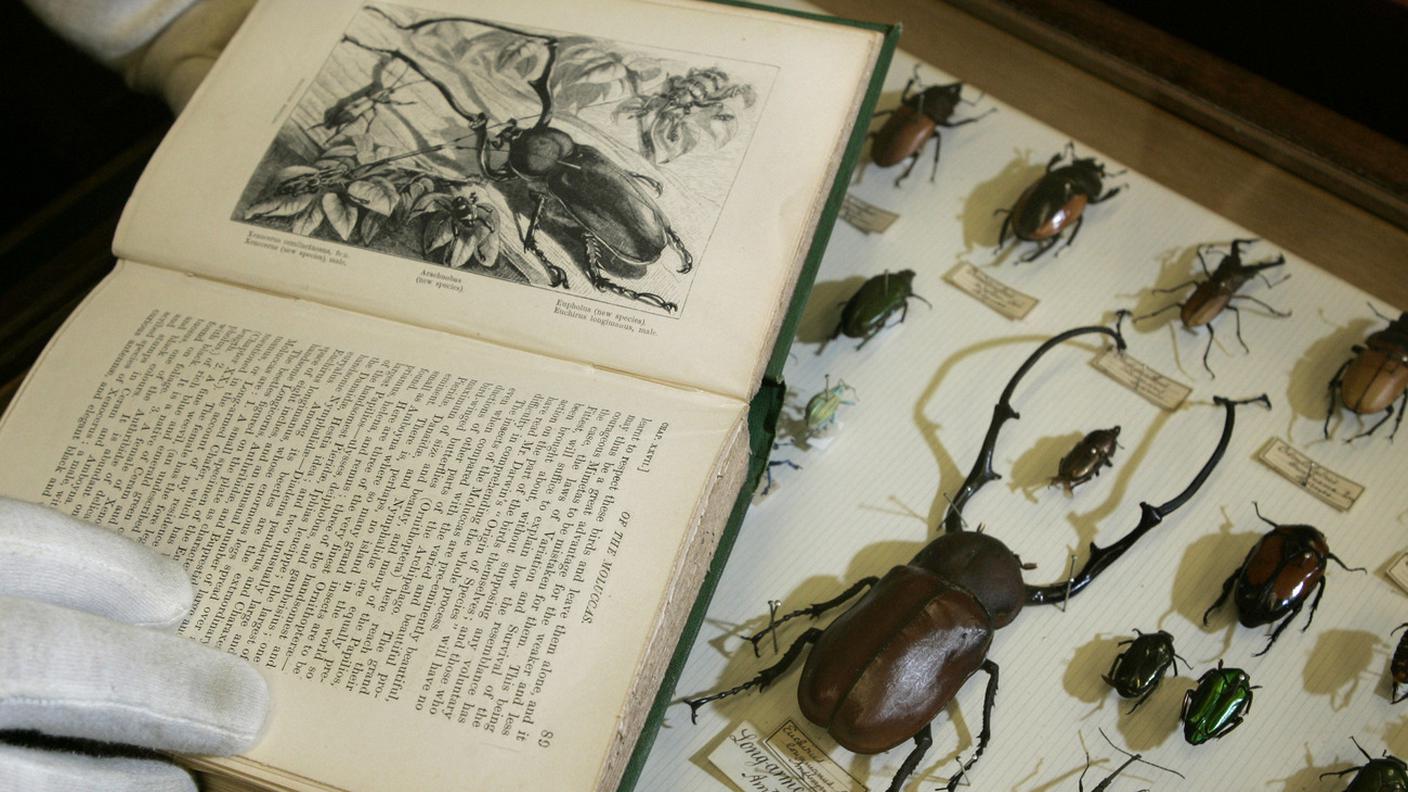 L'insegnamento della teoria dell'evoluzione inizierà solo a livello universitario