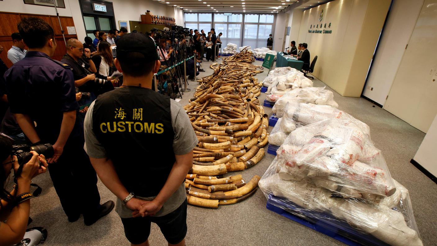 Funzionari doganali di Hong Kong vicino a parte dell'avorio da loro scoperto