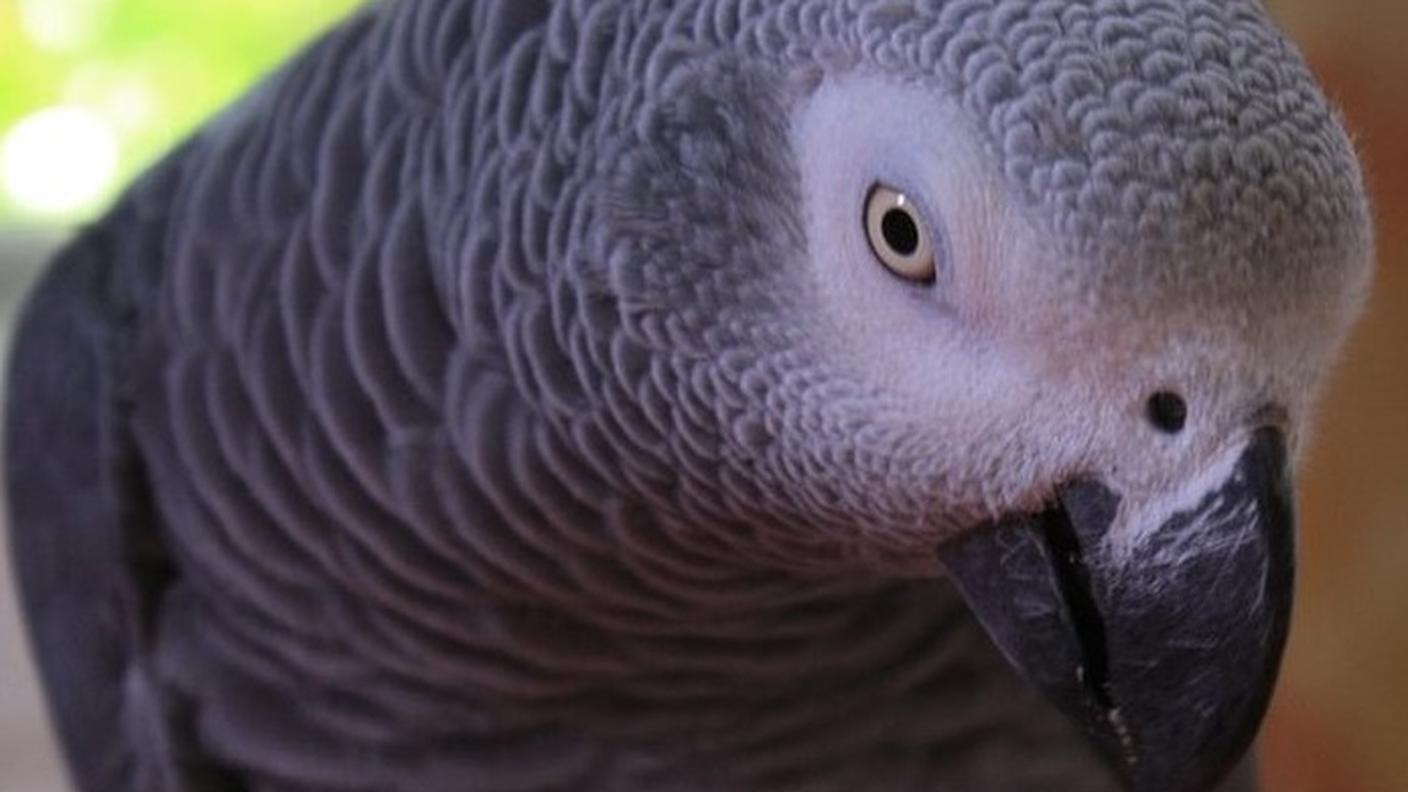 Bud ha ripetuto: "Non sparare"