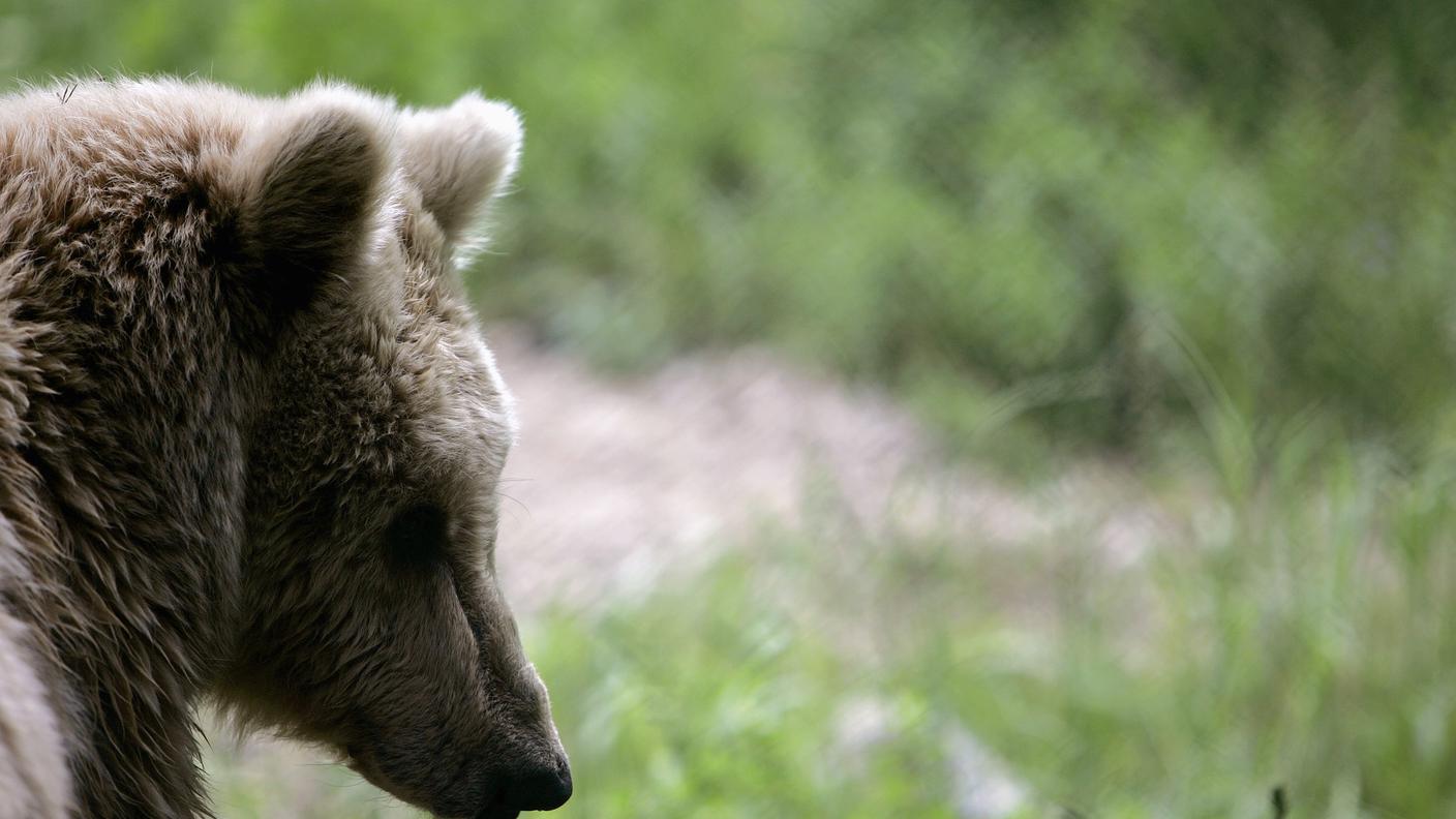 L'orso è una specie protetta