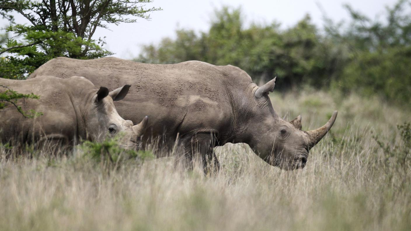 Rinocenti neri in Kenya.JPG