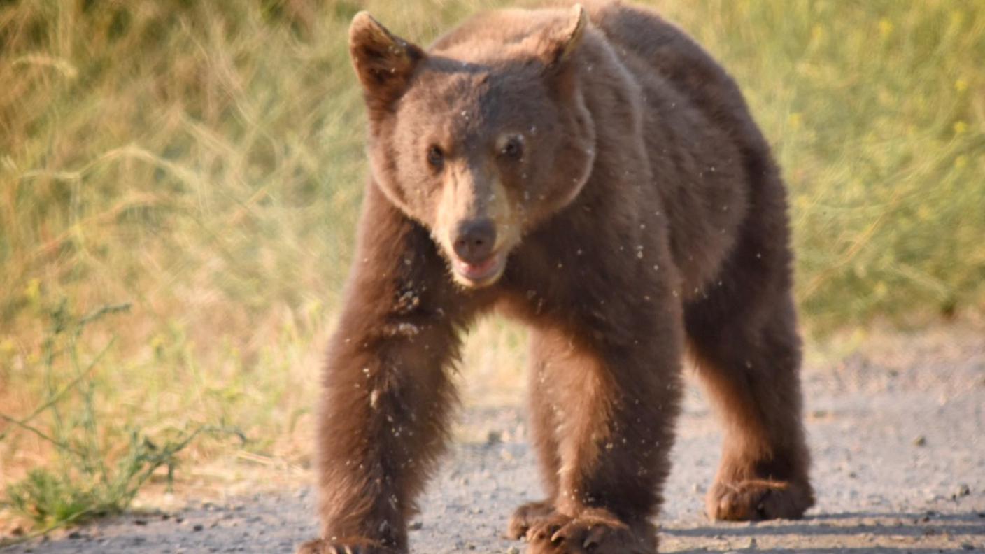 Il pensionato ha assalito l'animale, KJ2, senza motivo apparente