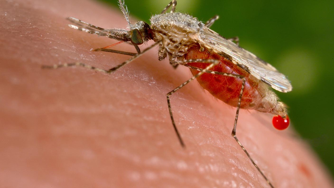 La malaria si diffonde tramite la puntura di insetti come la zanzara anofele