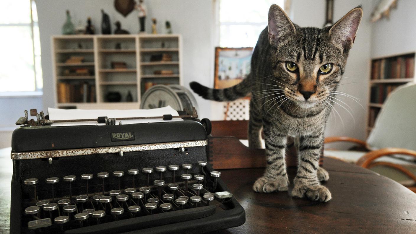 Uno dei mici nella casa-museo di Ernest Hemingway