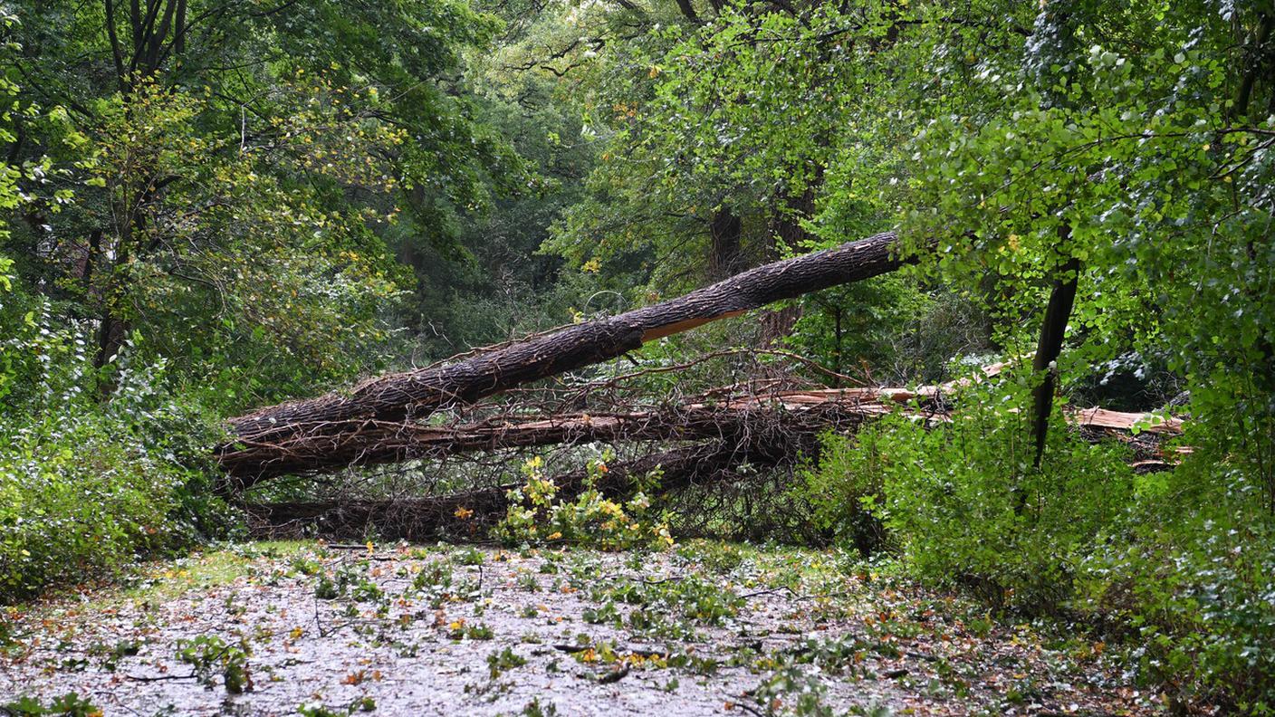 Un albero caduto su una strada di Brema a causa dell'uragano Xavier