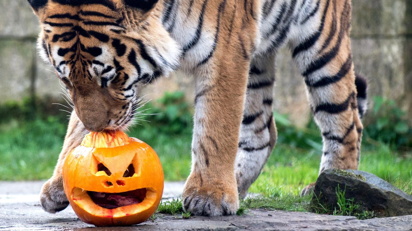 Una festa anche per gli animali dello zoo di Hannover