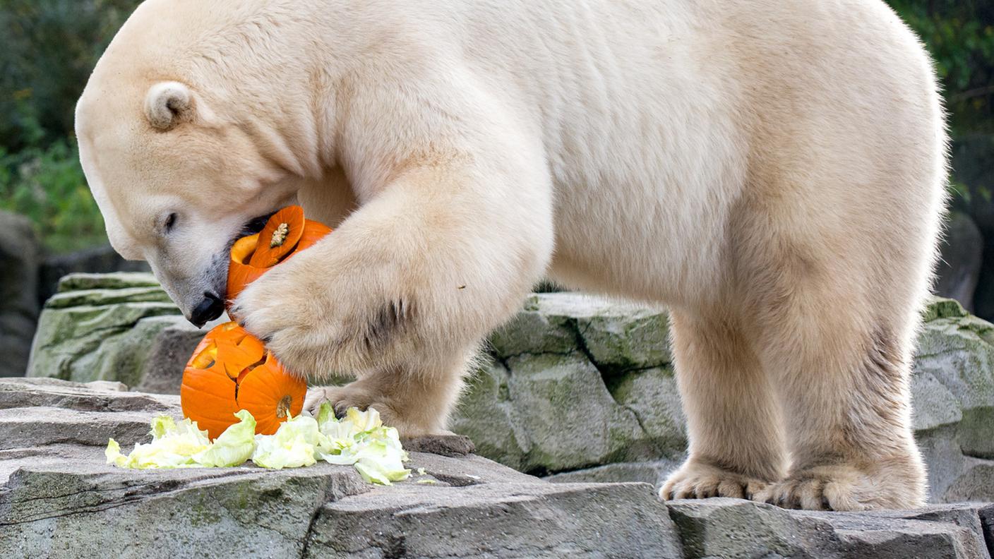 Una festa anche per gli animali dello zoo di Hannover