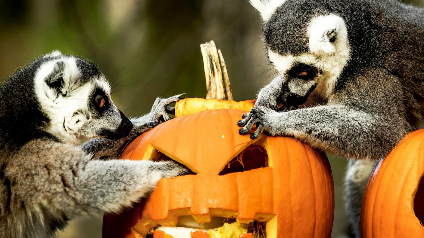 Una festa anche per gli animali dello zoo di Hannover