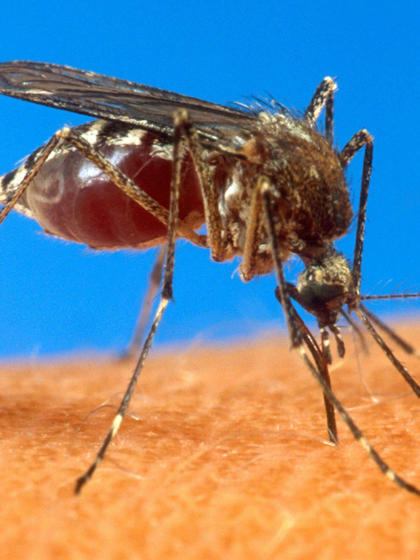 Una zanzara tigre, portatrice di malattie come dengue, zika e febbre gialla