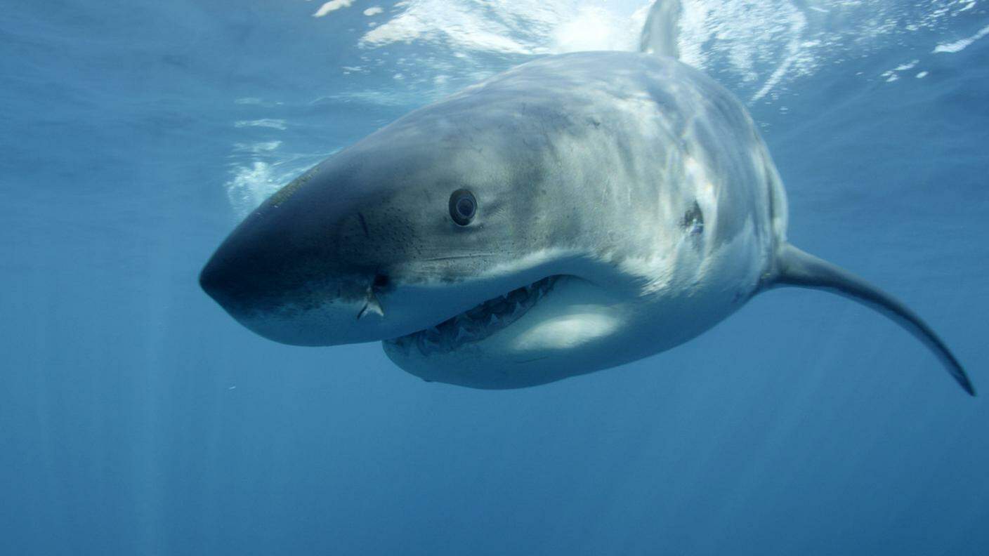 Le autorità italiane non possono confermare che si tratti di uno squalo bianco