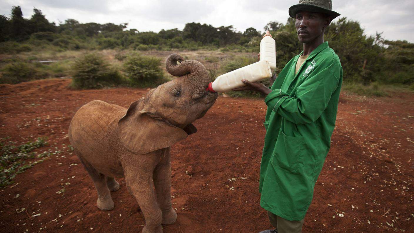 Un cucciolo di elefante orfano, la madre è stata uccisa per le zanne