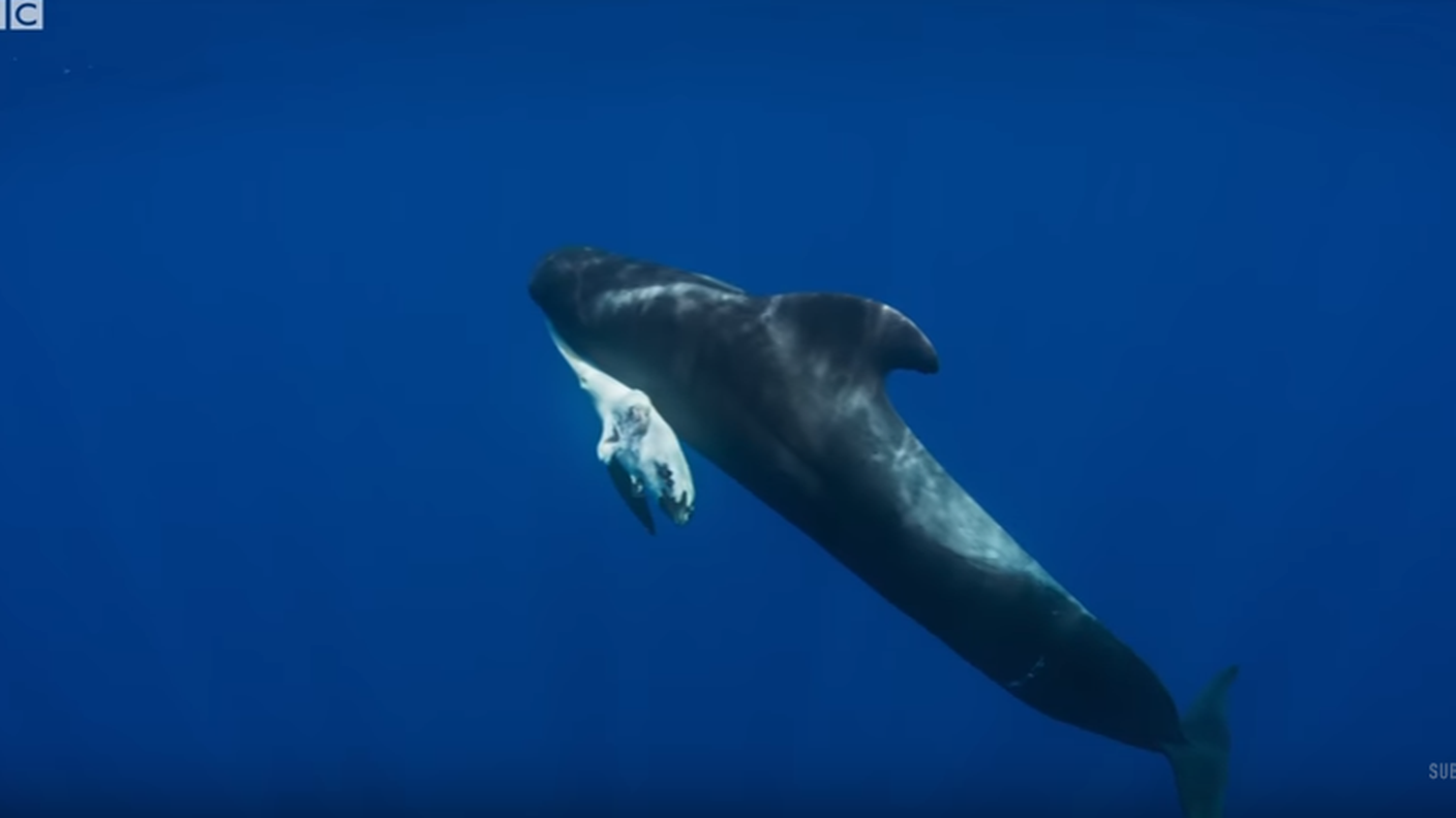 La madre culla il piccolo per giorni, nel disperato tentativo di rianimarlo