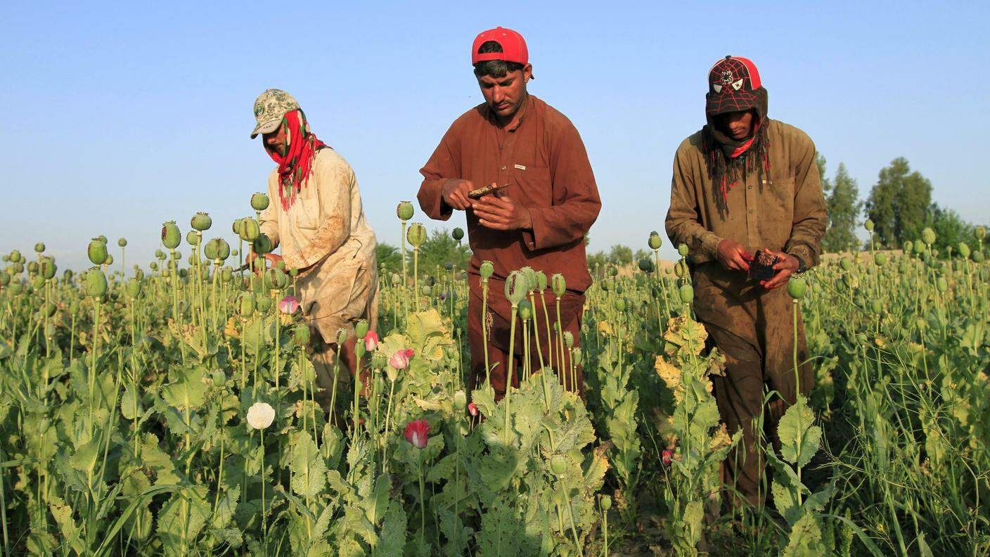 Il paese è il primo produttore di oppio al mondo