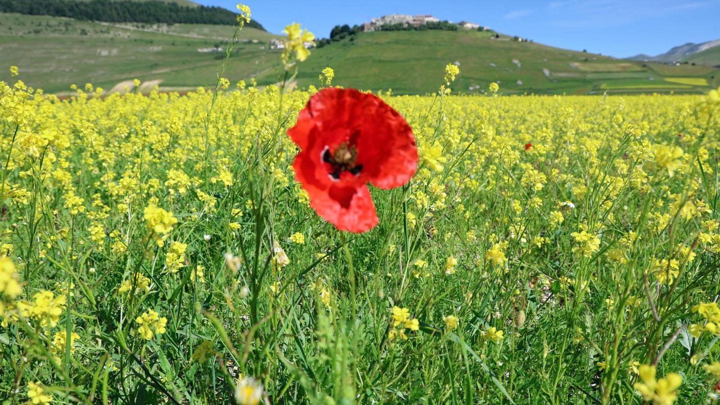 La nuova normativa europea vuole sostenere il ripristino degli ecosistemi in Europa