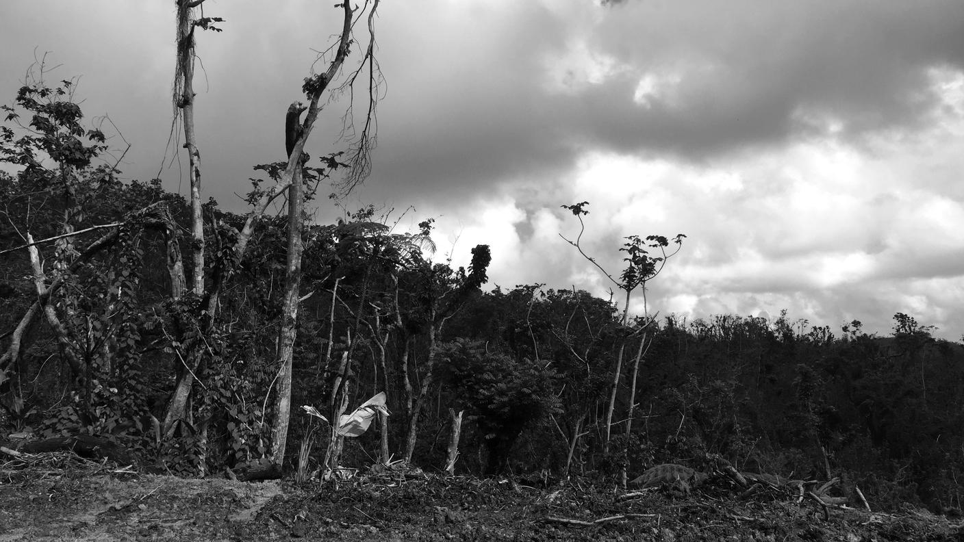 Danni inferti alla foresta dopo l'impatto dell'uragano