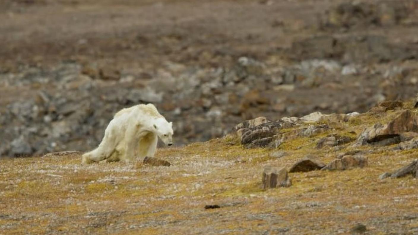 Un fermo immagine dal video di Paul Nicklen