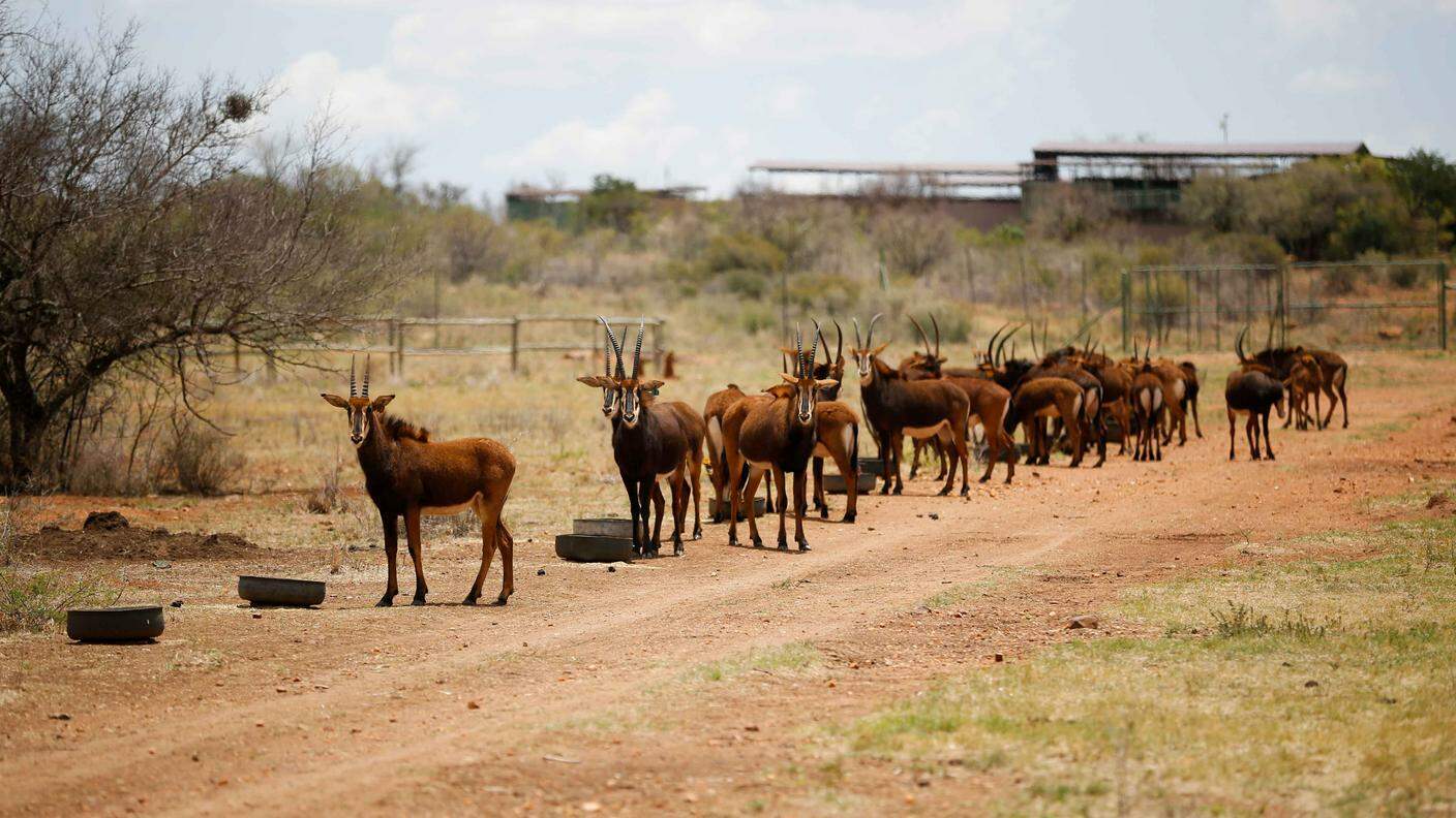 Anche le antilopi sono minacciate dai troppi conflitti armati in Africa