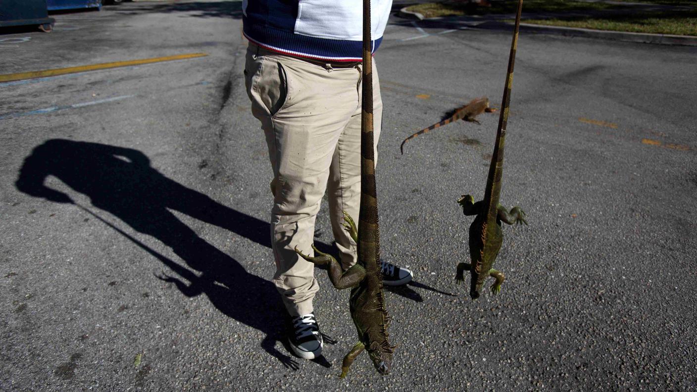 Due iguane congelate dal freddo e raccolte dai volontari in Florida