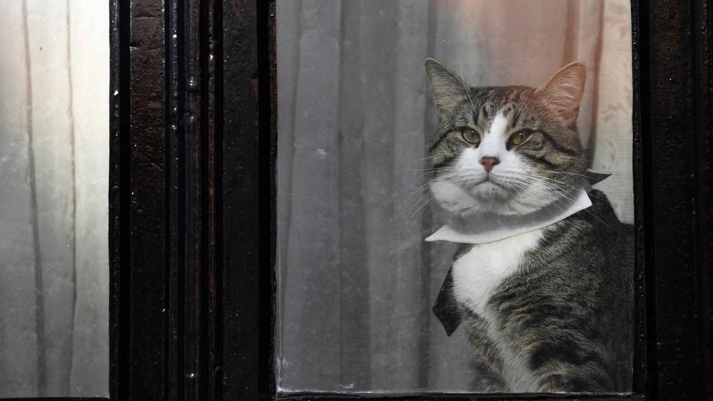 Il coinquilino di Assange