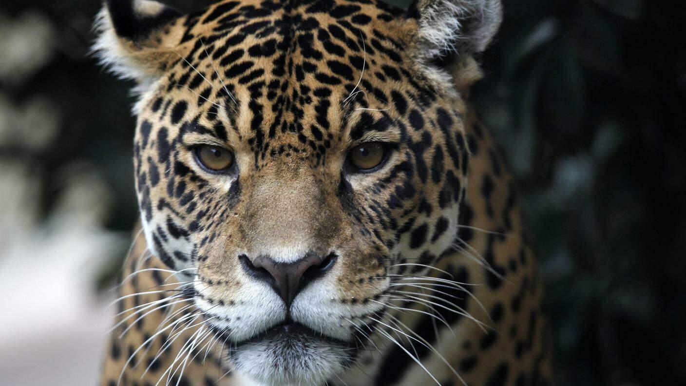 Lo sguardo non molto allegro di un giaguaro peruviano rivolto al fotografo