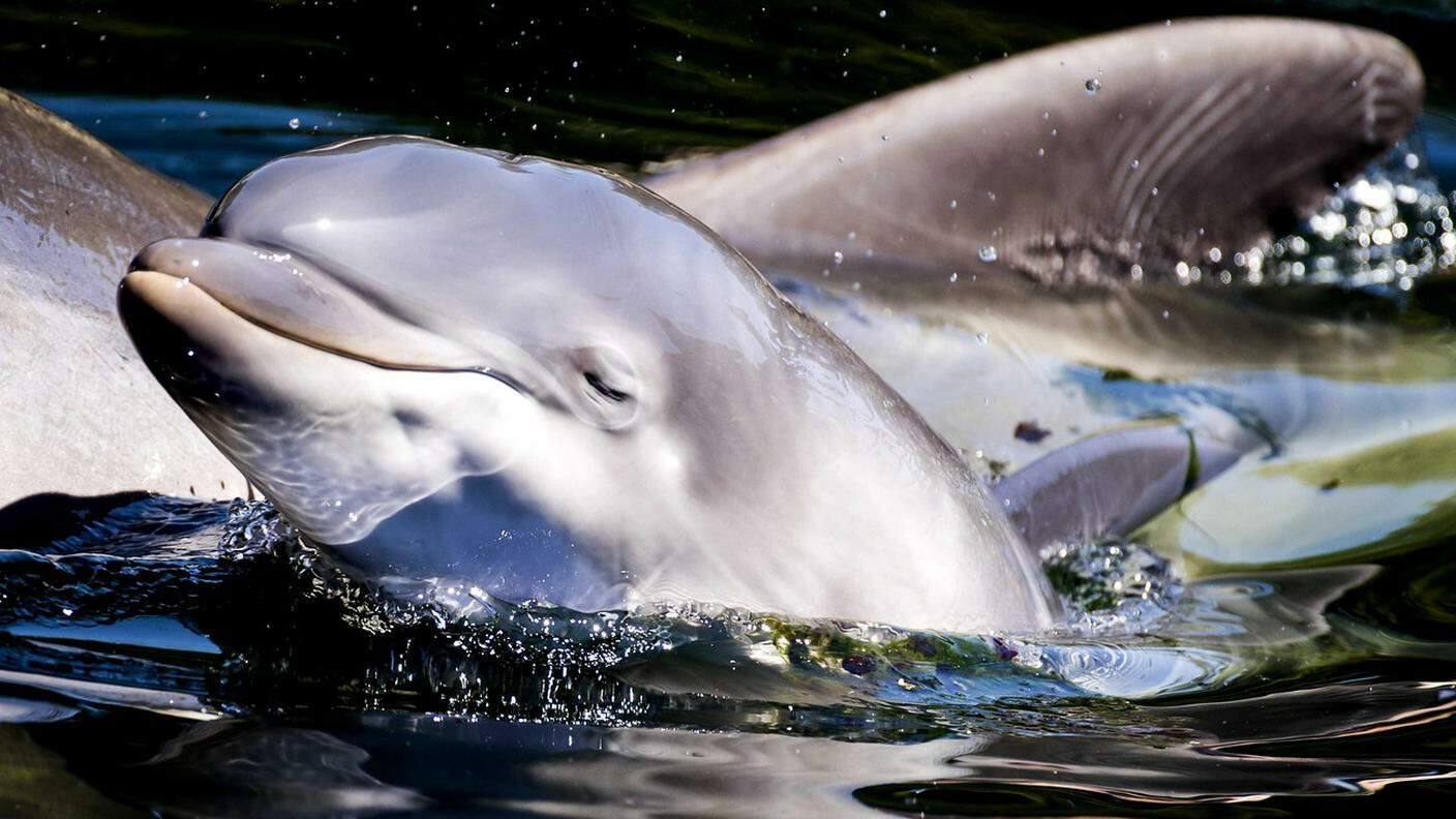 Un cucciolo di delfino. I cetacei sono tra le specie più minacciate dall'inquinamento umano