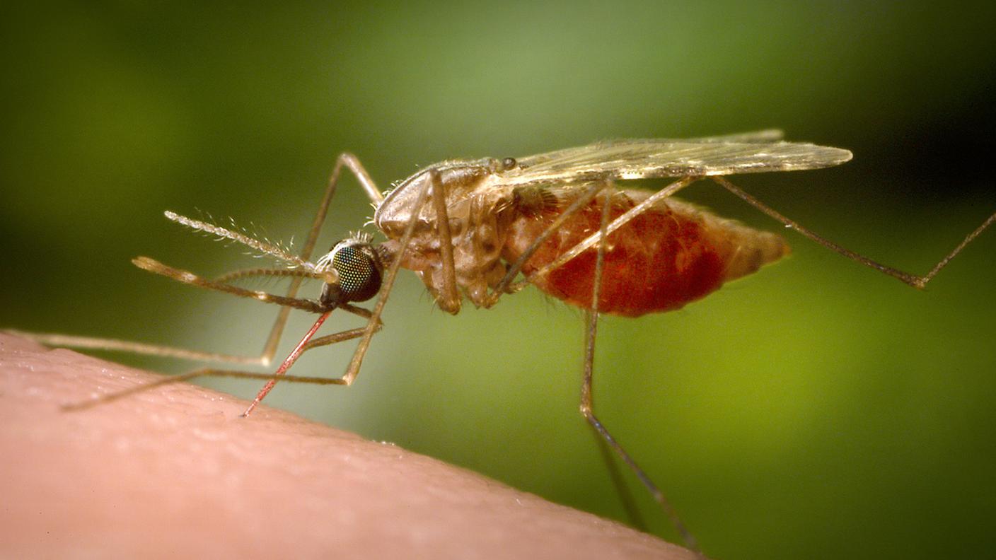  zanzara Anopheles
