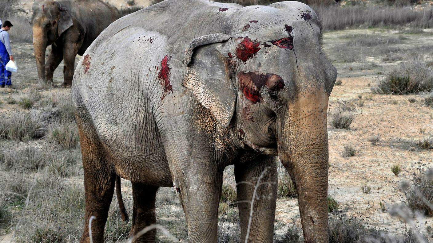 Uno degli elefanti rimasti feriti
