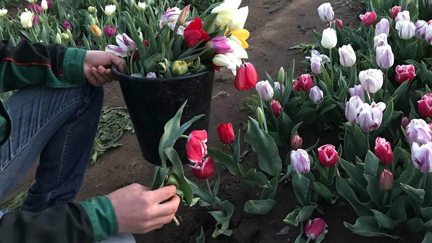 Roma, devastato il parco dei tulipani