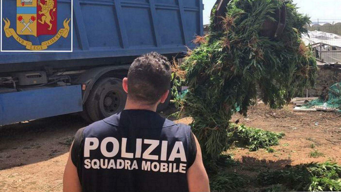 La polizia estirpa le migliaia di piante di cannabis coltivate in Sicilia