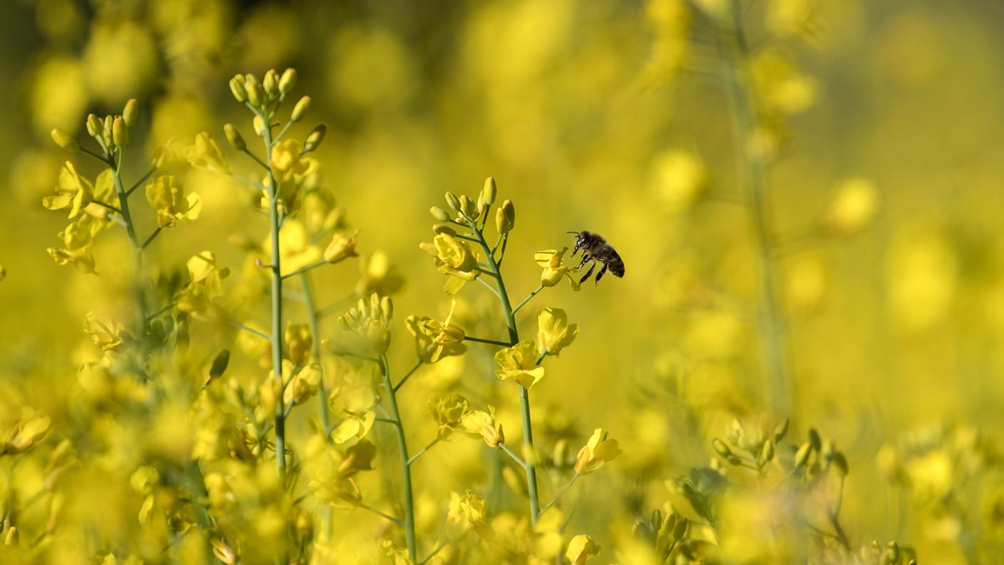 Preziose impollinatrici, ma fragili