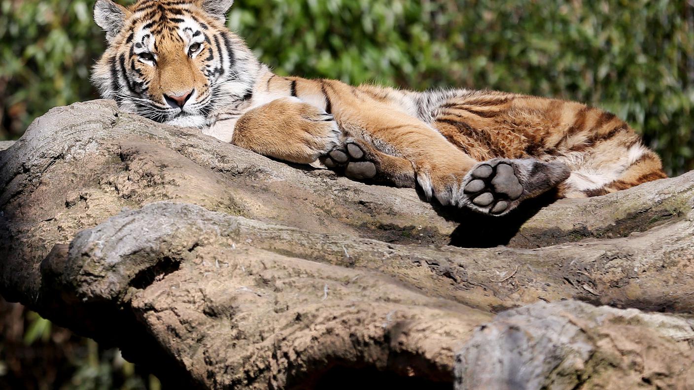 Una tigre siberiana come quelle ospiti dello zoo di Lünebach