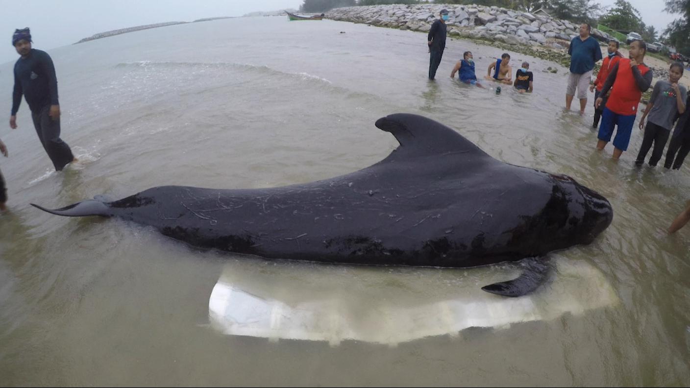 La balena è stata recuperata in un canale della provincia meridionale di Songkhla