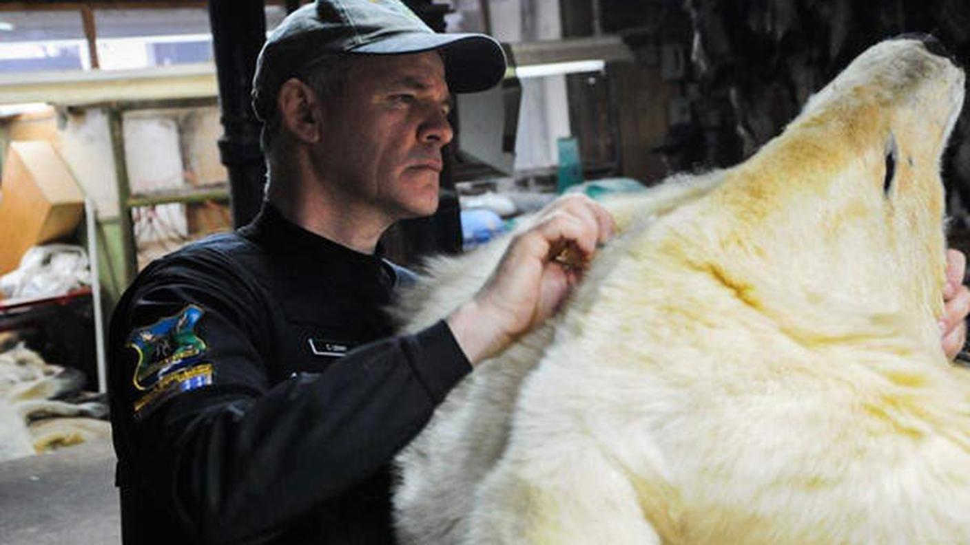 Ispezione di una pelle di orso polare