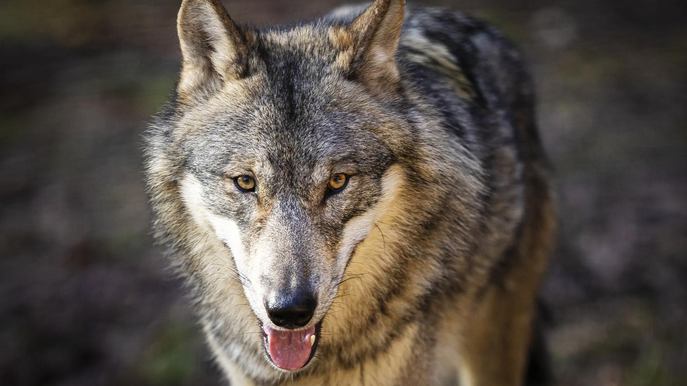 Due ONG attive nella difesa dei grandi predatori hanno mostrato dubbi sulla gestione degli abbattimenti