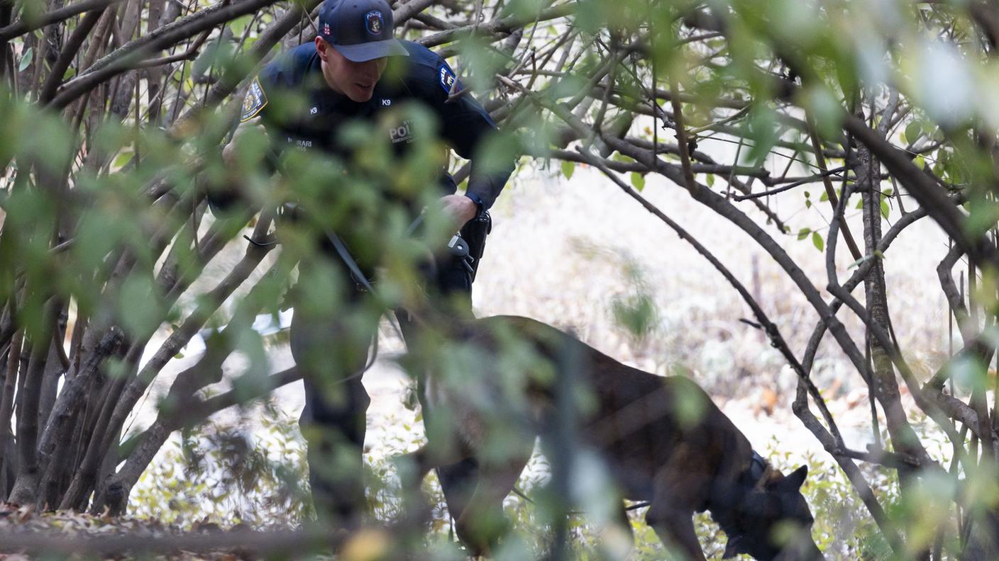 Polizia con cani al seguito in cerca di prove a Central Park