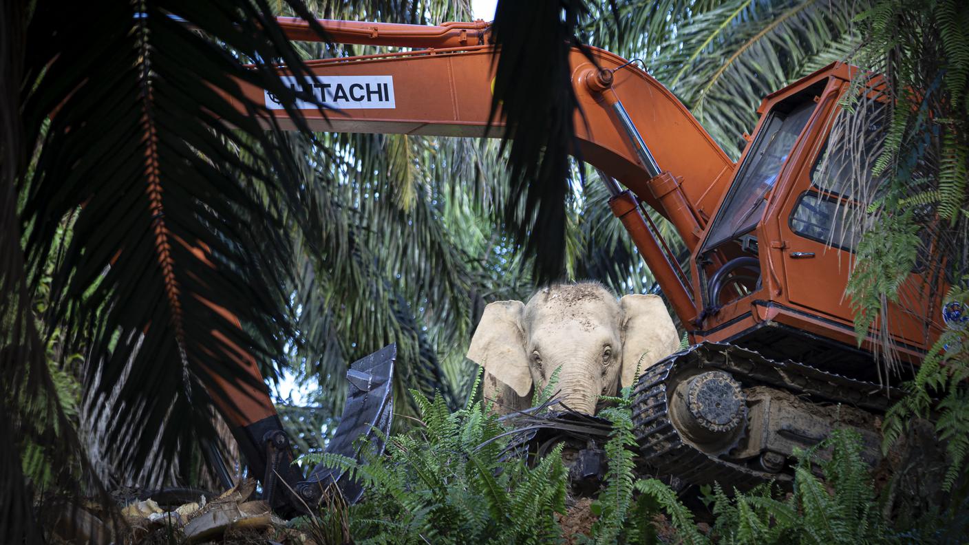 elefante del Borneo
