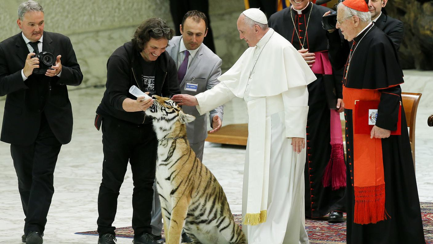 Carezze a una tigre, 2016