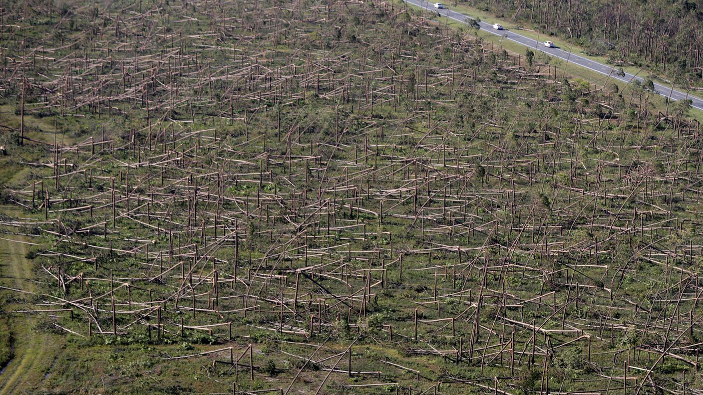Alberi abbattuti nei pressi di una base aerea