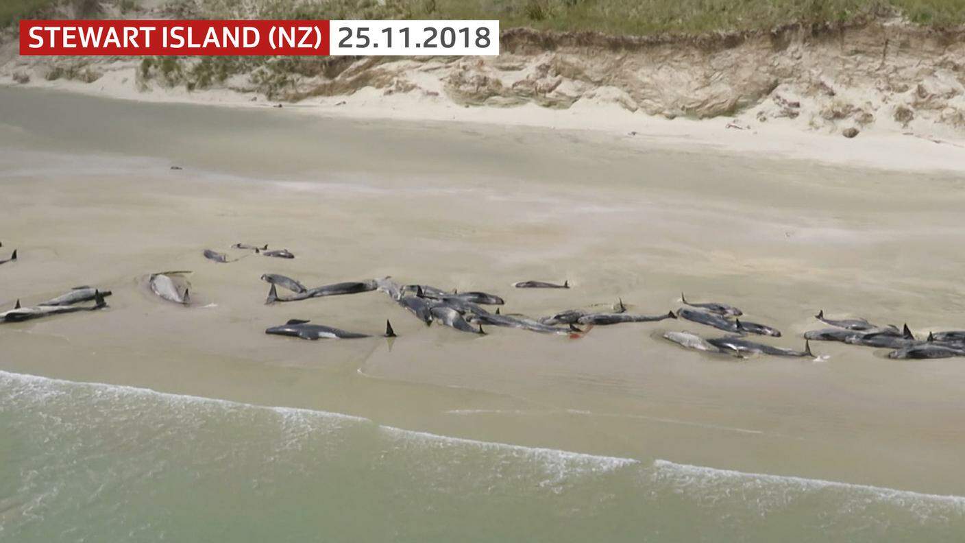 140 balene sono morte spiaggiate negli scorsi giorni in Nuova Zelanda