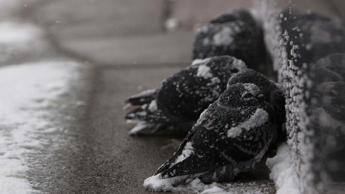 Piccioni tentano di scaldarsi tra loro nel freddo di Buffalo (Stato di New York)